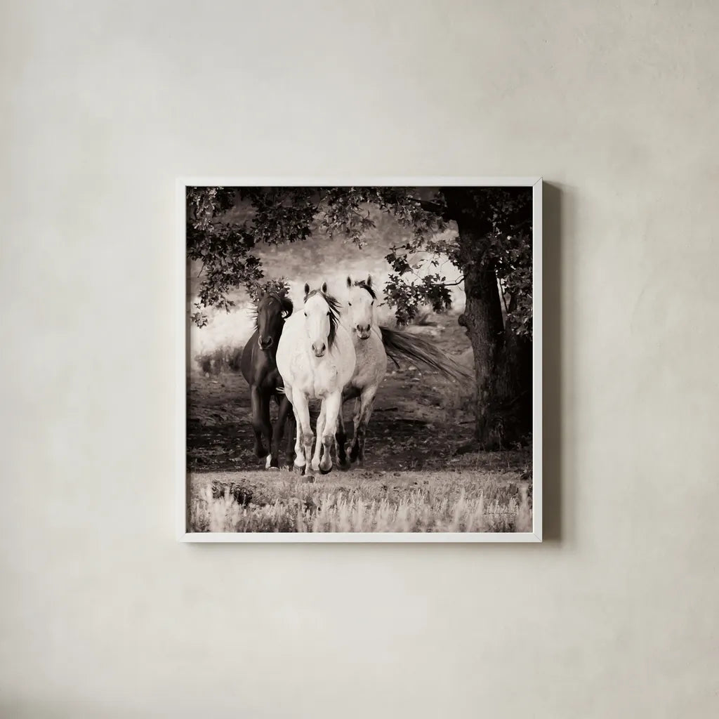 Three Wild Horses Sepia Crop by Debra Van Swearingen. Shown in a crisp white glass frame for a clean and minimalist style. Available as an archival giclee rolled canvas, fine art paper, or poster print. SKU 52847a.