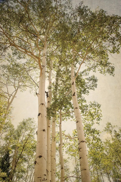 Towering Aspens I by Debra Van Swearingen. SKU 82782h. Archival Giclee Fine art print for wall decor.
