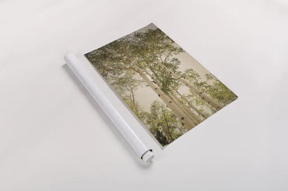 Towering Aspens I by Debra Van Swearingen. shown as a rolled paper print. Available as archival giclee rolled canvas, fine art paper, or poster print. SKU 82782h.
