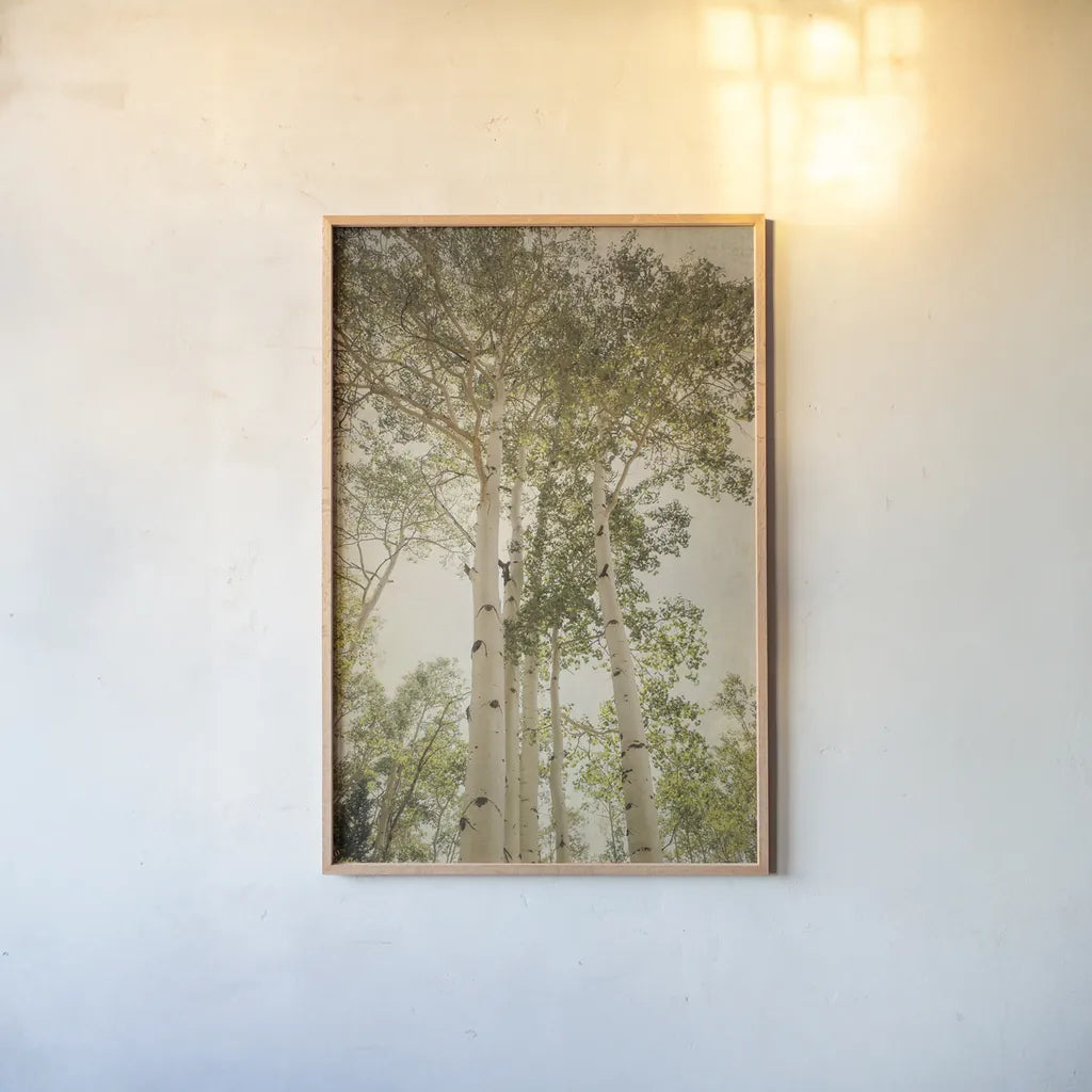 Towering Aspens I by Debra Van Swearingen. shown as a paper print in a natural frame. Available as a archival giclee rolled canvas, fine art paper, or poster print. SKU 82782h.