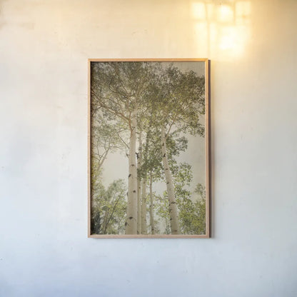 Towering Aspens I by Debra Van Swearingen. shown as a paper print in a natural frame. Available as a archival giclee rolled canvas, fine art paper, or poster print. SKU 82782h.