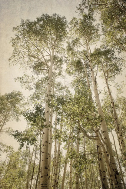 Towering Aspens II by Debra Van Swearingen. SKU 82783h. Archival Giclee Fine art print for wall decor.
