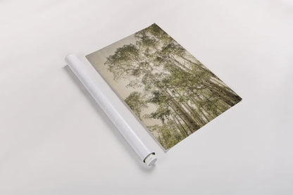 Towering Aspens II by Debra Van Swearingen. shown as a rolled paper print. Available as archival giclee rolled canvas, fine art paper, or poster print. SKU 82783h.