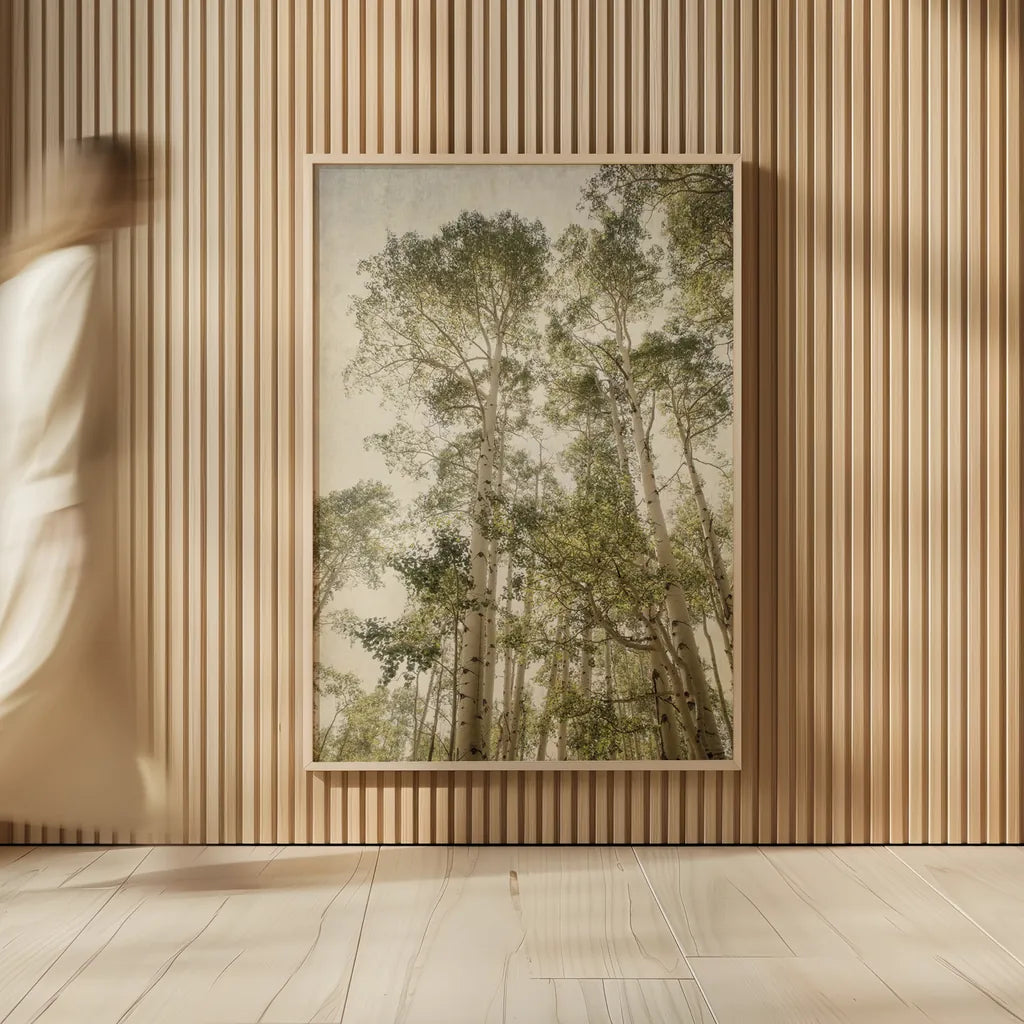 Towering Aspens II by Debra Van Swearingen. shown as over sized large wall art. Available as an archival giclee rolled canvas, fine art paper, or poster print. SKU 82783h.