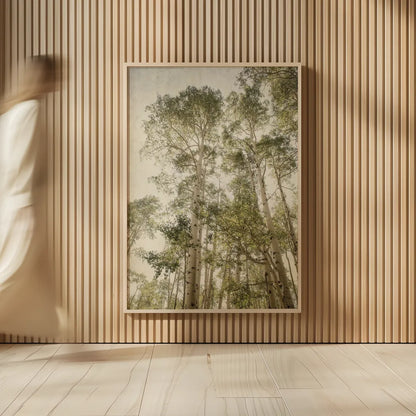 Towering Aspens II by Debra Van Swearingen. shown as over sized large wall art. Available as an archival giclee rolled canvas, fine art paper, or poster print. SKU 82783h.