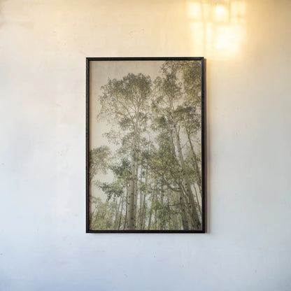 Towering Aspens II by Debra Van Swearingen. shown as a paper print in a black flame. Available as a archival giclee rolled canvas, fine art paper, or poster print. SKU 82783h.