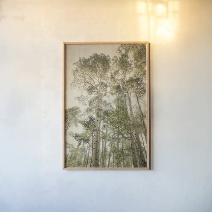 Towering Aspens II by Debra Van Swearingen. shown as a paper print in a natural frame. Available as a archival giclee rolled canvas, fine art paper, or poster print. SKU 82783h.