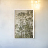 Towering Aspens II by Debra Van Swearingen. shown as a paper print in a white frame. Available as a archival giclee rolled canvas, fine art paper, or poster print. SKU 82783h.