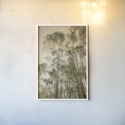 Towering Aspens II by Debra Van Swearingen. shown as a paper print in a white frame. Available as a archival giclee rolled canvas, fine art paper, or poster print. SKU 82783h.