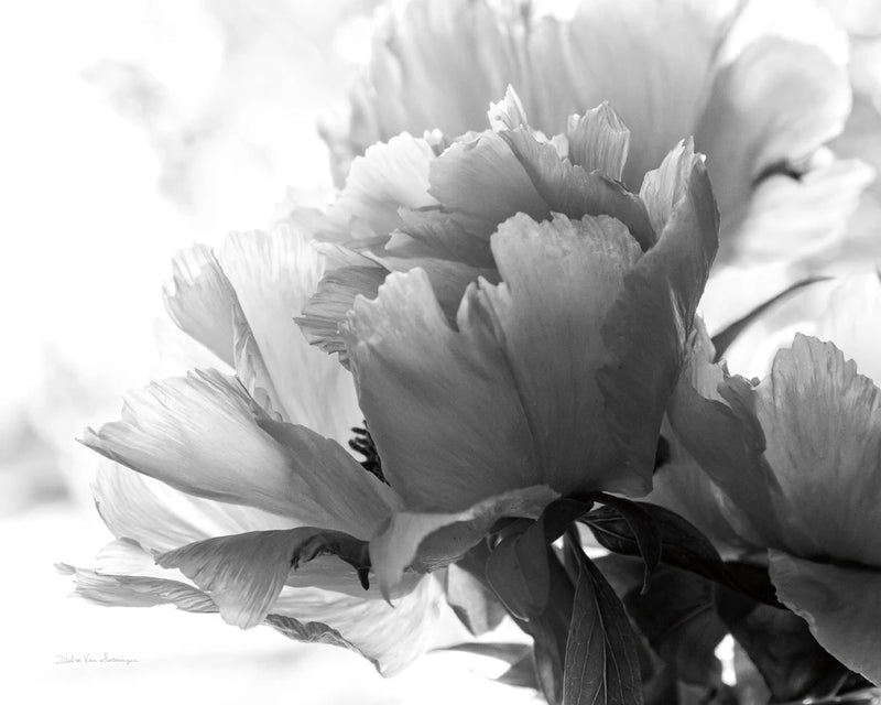 Translucent Peony IBW by Debra Van Swearingen
