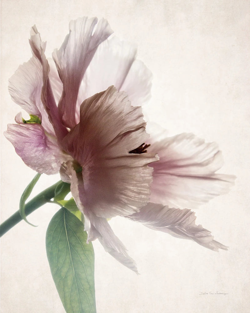 Translucent Peony II by Debra Van Swearingen