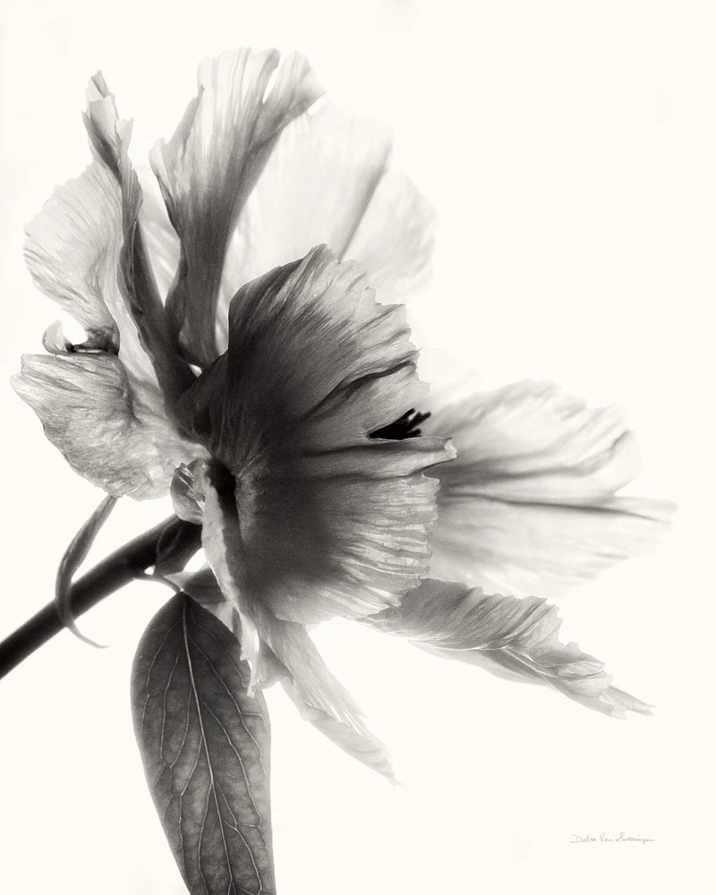 Translucent Peony IIBW by Debra Van Swearingen