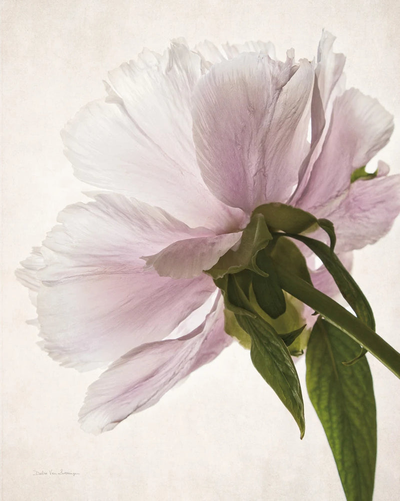 Translucent Peony III by Debra Van Swearingen