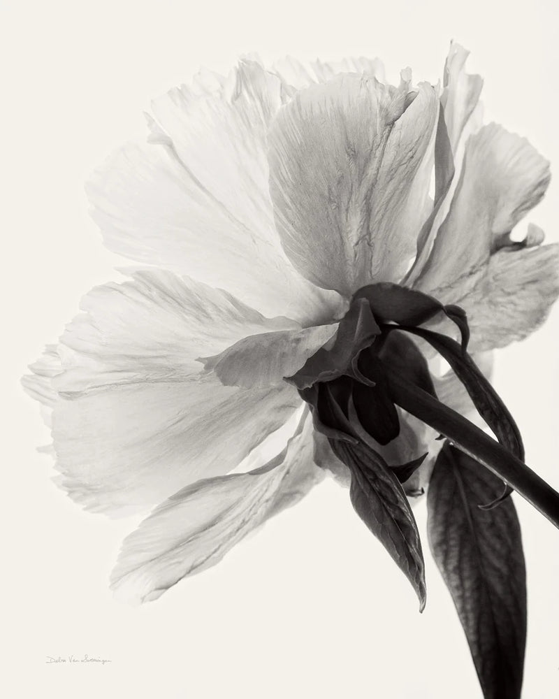 Translucent Peony IIIBW by Debra Van Swearingen