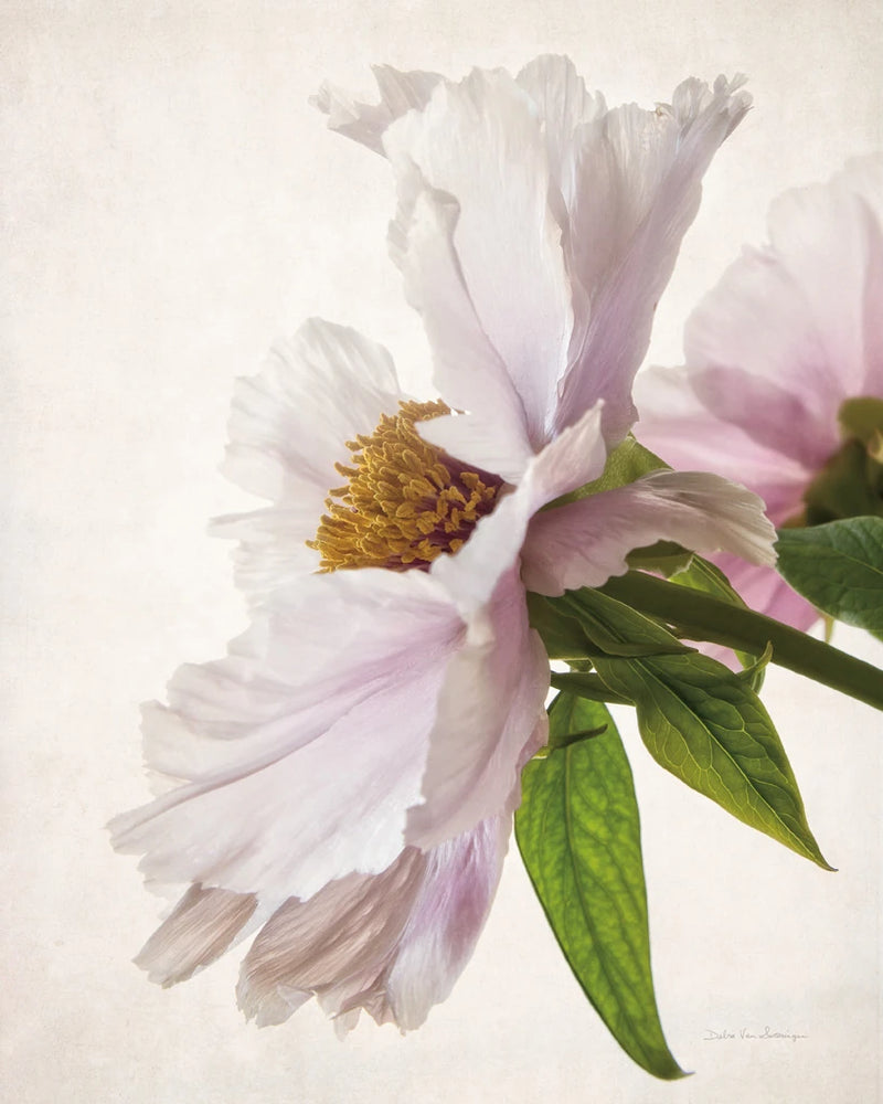 Translucent Peony IV by Debra Van Swearingen