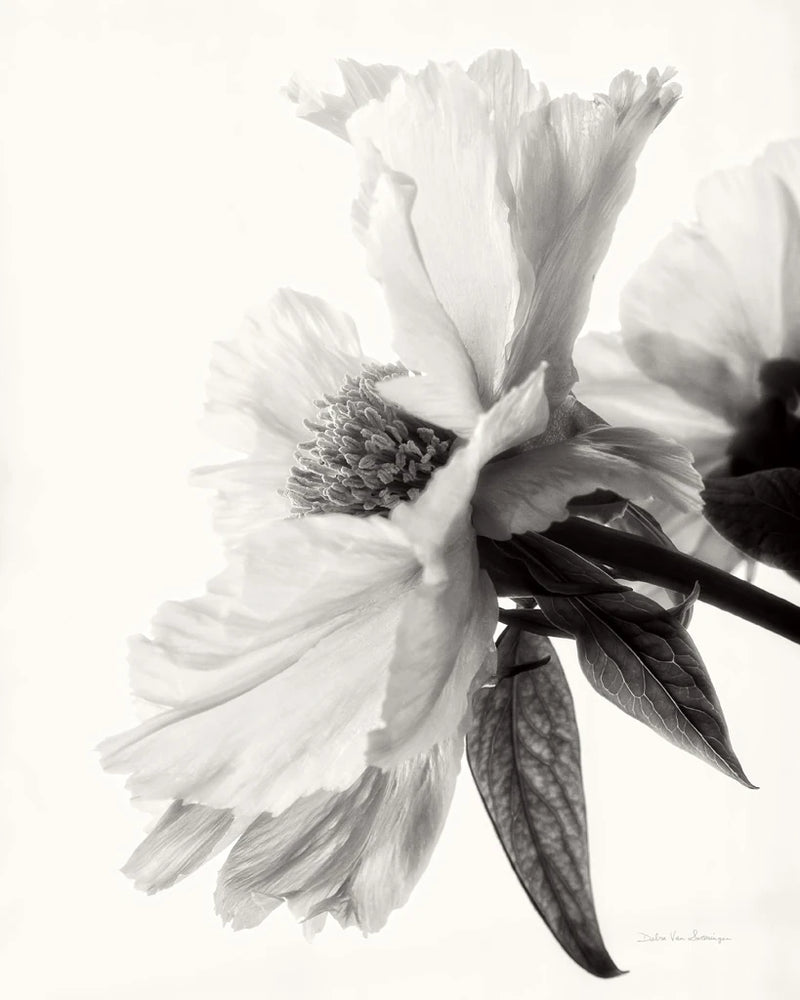 Translucent Peony IVBW by Debra Van Swearingen