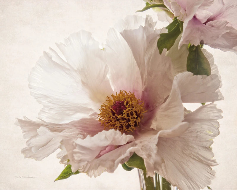 Translucent Peony V by Debra Van Swearingen