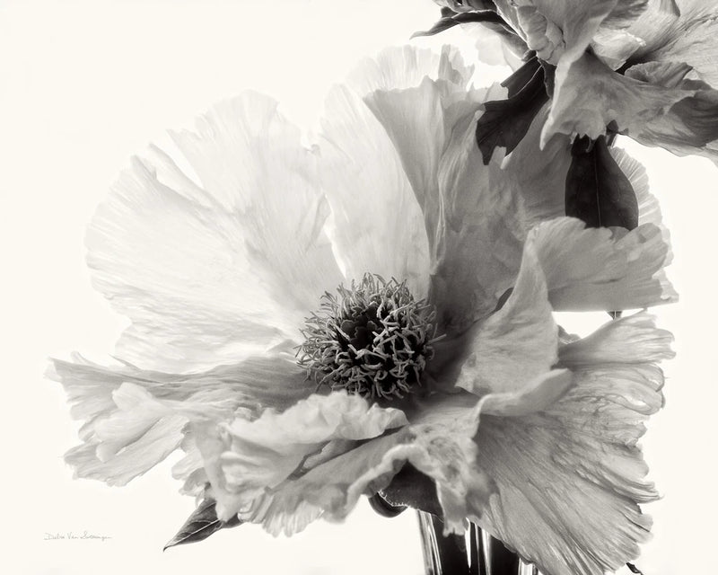 Translucent Peony VBW by Debra Van Swearingen