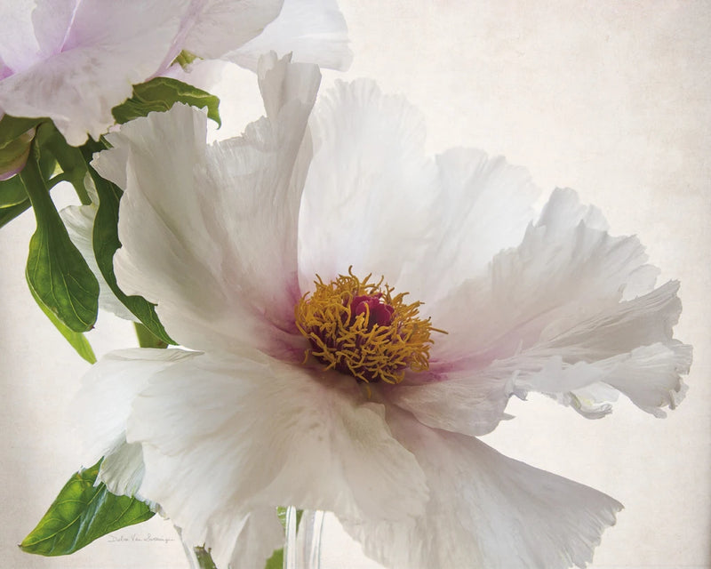 Translucent Peony VI by Debra Van Swearingen