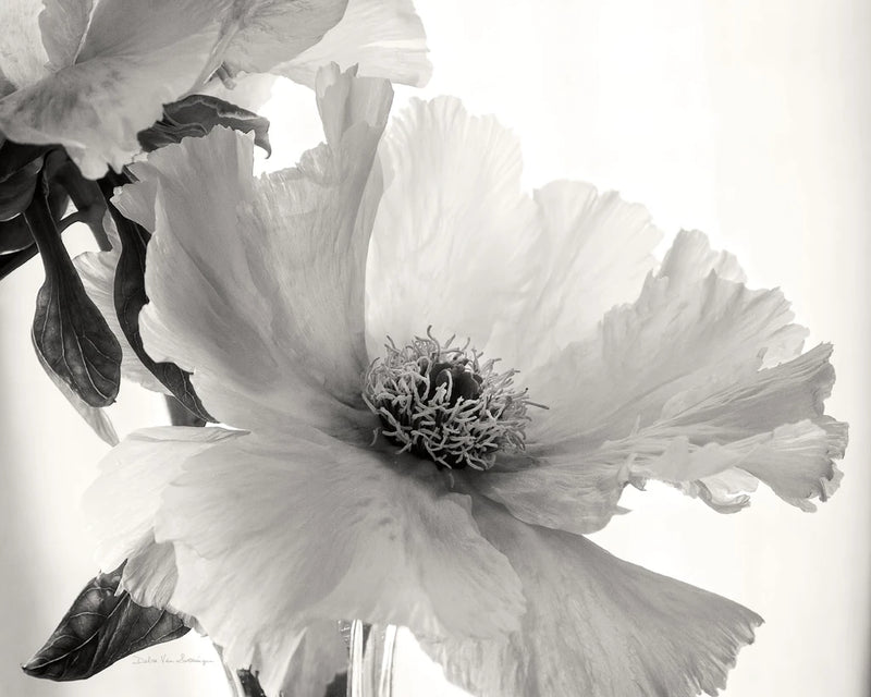 Translucent Peony VIBW by Debra Van Swearingen