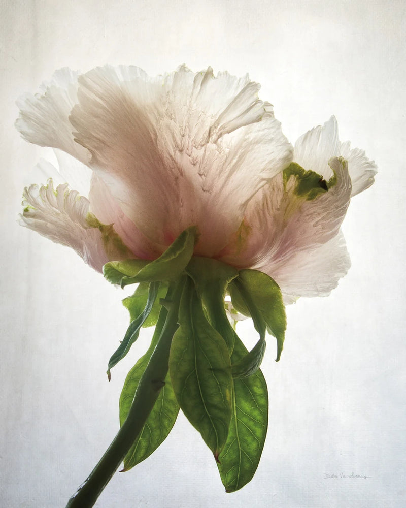 Translucent Peony VII by Debra Van Swearingen
