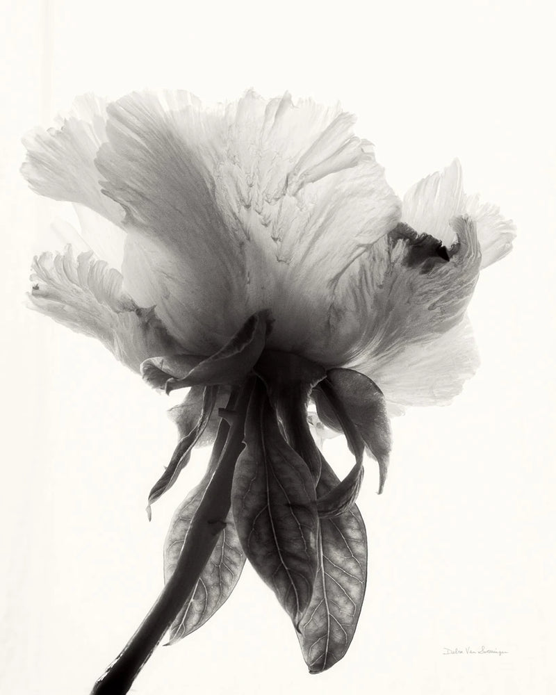 Translucent Peony VIIBW by Debra Van Swearingen