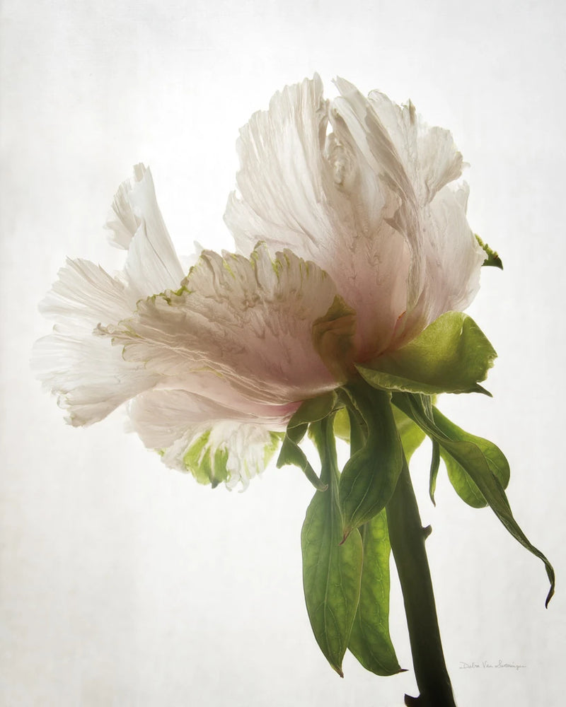 Translucent Peony VIII by Debra Van Swearingen
