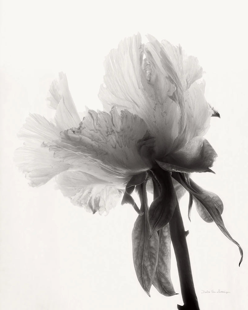 Translucent Peony VIIIBW by Debra Van Swearingen