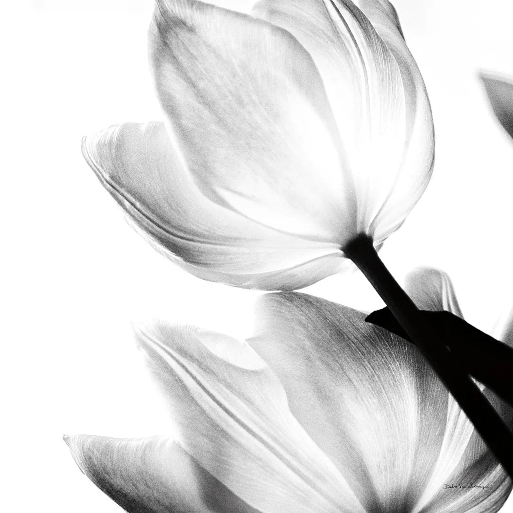 Translucent Tulips II Crop by Debra Van Swearingen. SKU 16795a. Archival Giclee Fine art print for wall decor.