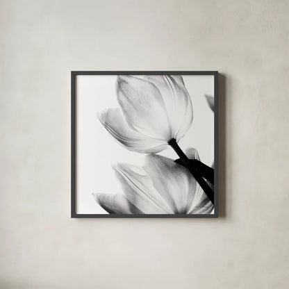 Translucent Tulips II Crop by Debra Van Swearingen. Shown in a sleek black glass frame for a contemporary gallery look. Available as an archival giclee rolled canvas, fine art paper, or poster print. SKU 16795a.