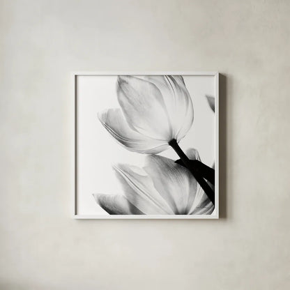 Translucent Tulips II Crop by Debra Van Swearingen. Shown in a crisp white glass frame for a clean and minimalist style. Available as an archival giclee rolled canvas, fine art paper, or poster print. SKU 16795a.