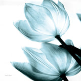 Translucent Tulips II Sq Aqua Crop by Debra Van Swearingen. SKU 28921a. Archival Giclee Fine art print for wall decor.