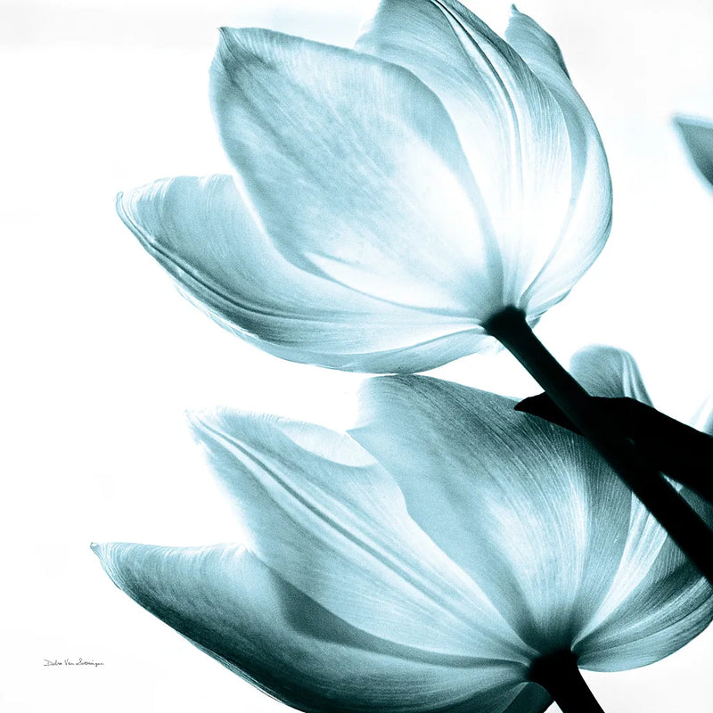 Translucent Tulips II Sq Aqua Crop by Debra Van Swearingen. SKU 28921a. Archival Giclee Fine art print for wall decor.