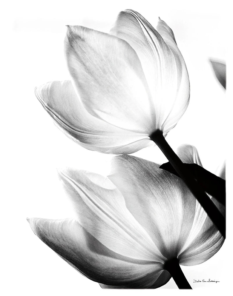Translucent Tulips II no border by Debra Van Swearingen