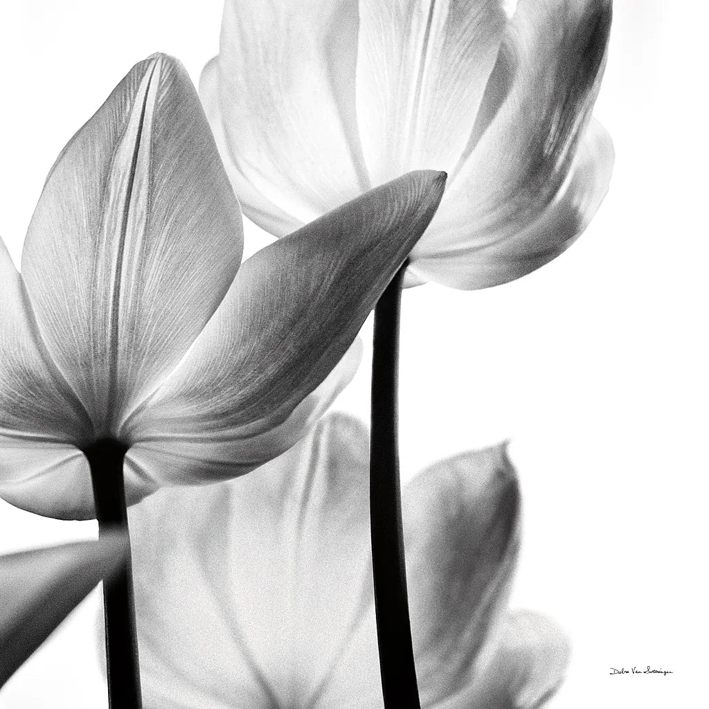 Translucent Tulips III Crop by Debra Van Swearingen. SKU 16796a. Archival Giclee Fine art print for wall decor.