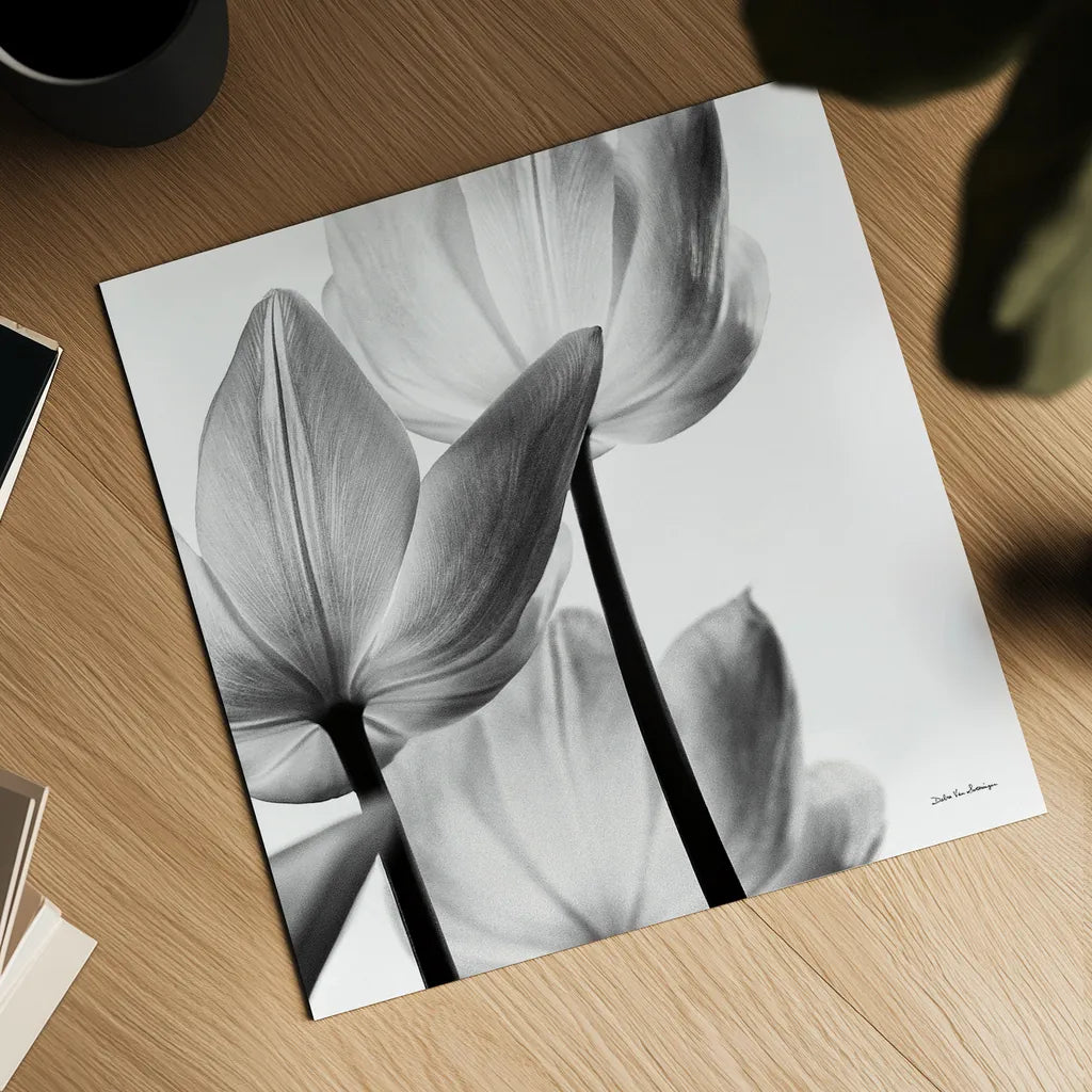 Translucent Tulips III Crop by Debra Van Swearingen. Shown as a detailed flat fine art print, highlighting archival giclee quality. Available as an archival giclee rolled canvas, fine art paper, or poster print. SKU 16796a.