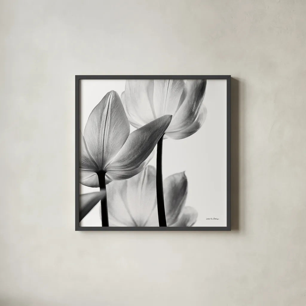 Translucent Tulips III Crop by Debra Van Swearingen. Shown in a sleek black glass frame for a contemporary gallery look. Available as an archival giclee rolled canvas, fine art paper, or poster print. SKU 16796a.