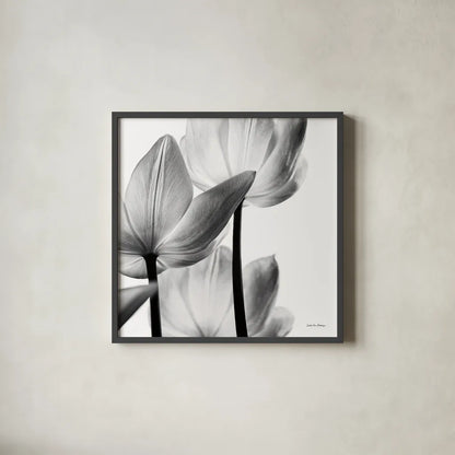 Translucent Tulips III Crop by Debra Van Swearingen. Shown in a sleek black glass frame for a contemporary gallery look. Available as an archival giclee rolled canvas, fine art paper, or poster print. SKU 16796a.
