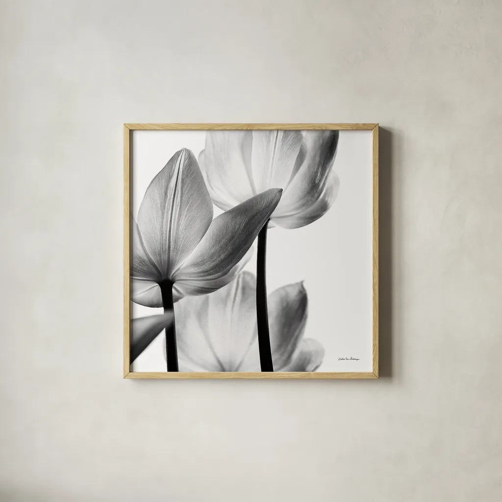 Translucent Tulips III Crop by Debra Van Swearingen. Shown in a natural wood glass frame for a timeless modern aesthetic. Available as an archival giclee rolled canvas, fine art paper, or poster print. SKU 16796a.