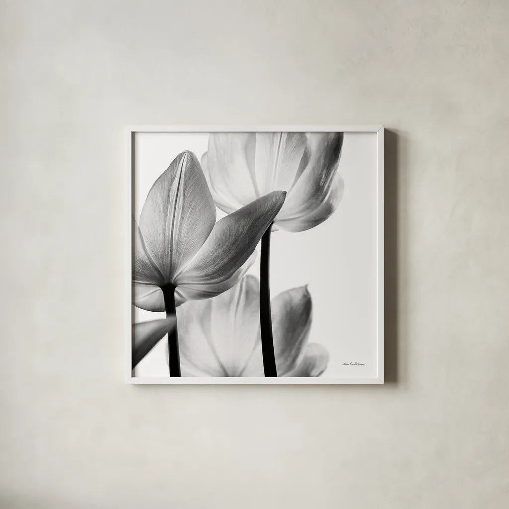 Translucent Tulips III Crop by Debra Van Swearingen. Shown in a crisp white glass frame for a clean and minimalist style. Available as an archival giclee rolled canvas, fine art paper, or poster print. SKU 16796a.