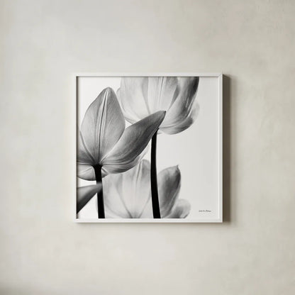 Translucent Tulips III Crop by Debra Van Swearingen. Shown in a crisp white glass frame for a clean and minimalist style. Available as an archival giclee rolled canvas, fine art paper, or poster print. SKU 16796a.