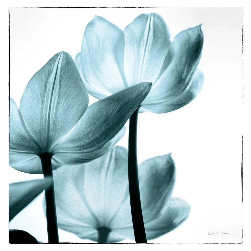 Translucent Tulips III Sq Aqua by Debra Van Swearingen. SKU 26169a. Archival Giclee Fine art print for wall decor.