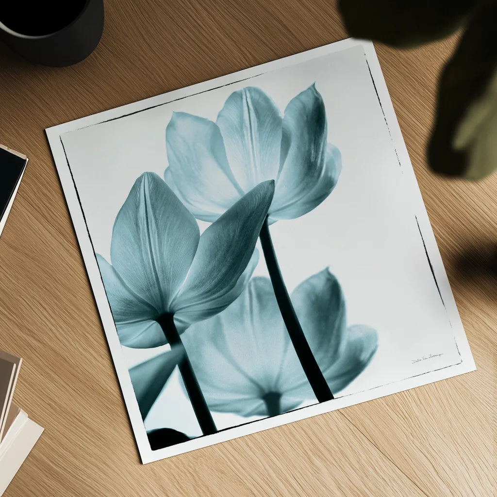 Translucent Tulips III Sq Aqua by Debra Van Swearingen. Shown as a detailed flat fine art print, highlighting archival giclee quality. Available as an archival giclee rolled canvas, fine art paper, or poster print. SKU 26169a.
