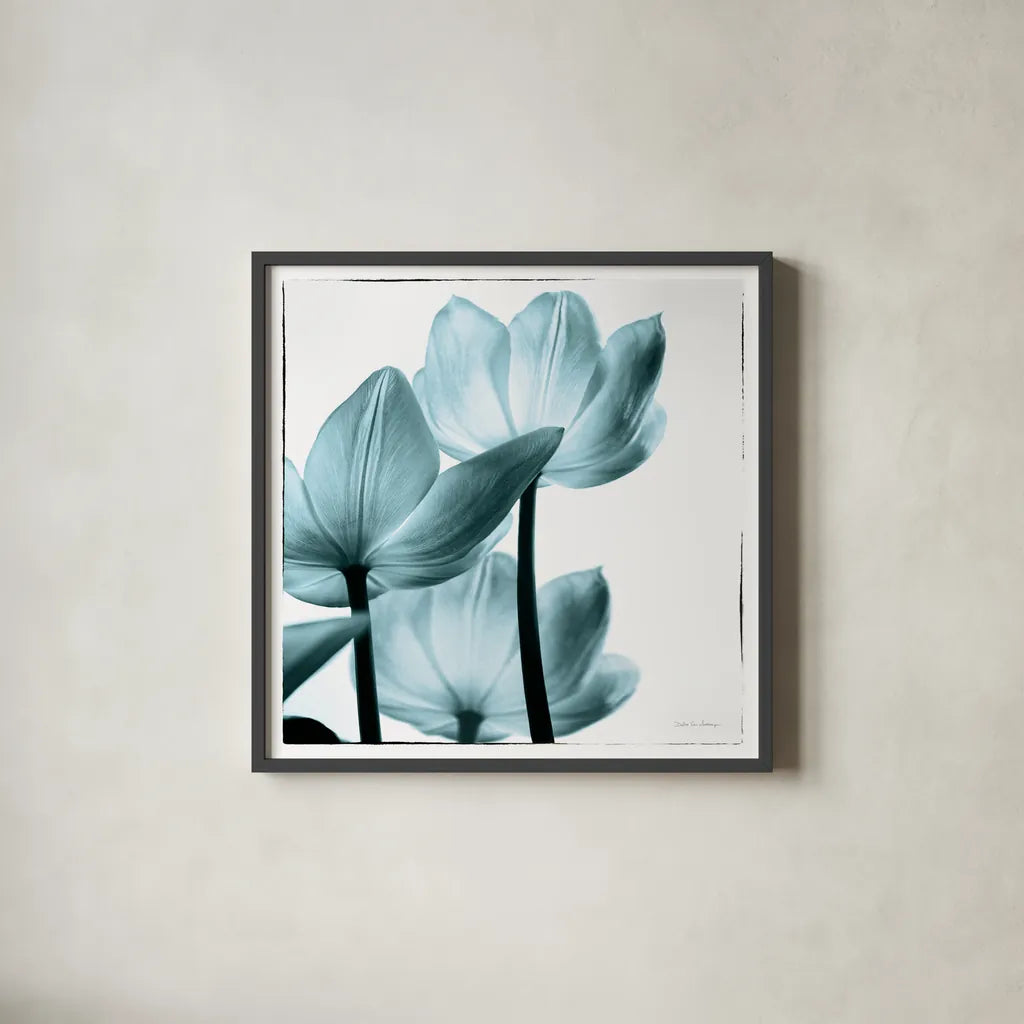 Translucent Tulips III Sq Aqua by Debra Van Swearingen. Shown in a sleek black glass frame for a contemporary gallery look. Available as an archival giclee rolled canvas, fine art paper, or poster print. SKU 26169a.