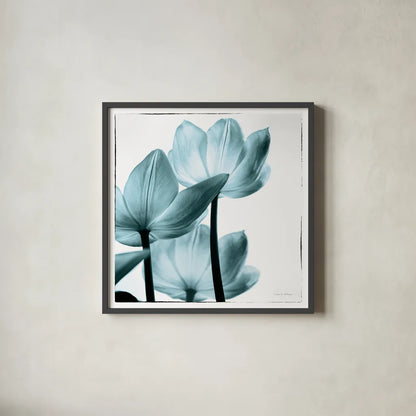 Translucent Tulips III Sq Aqua by Debra Van Swearingen. Shown in a sleek black glass frame for a contemporary gallery look. Available as an archival giclee rolled canvas, fine art paper, or poster print. SKU 26169a.