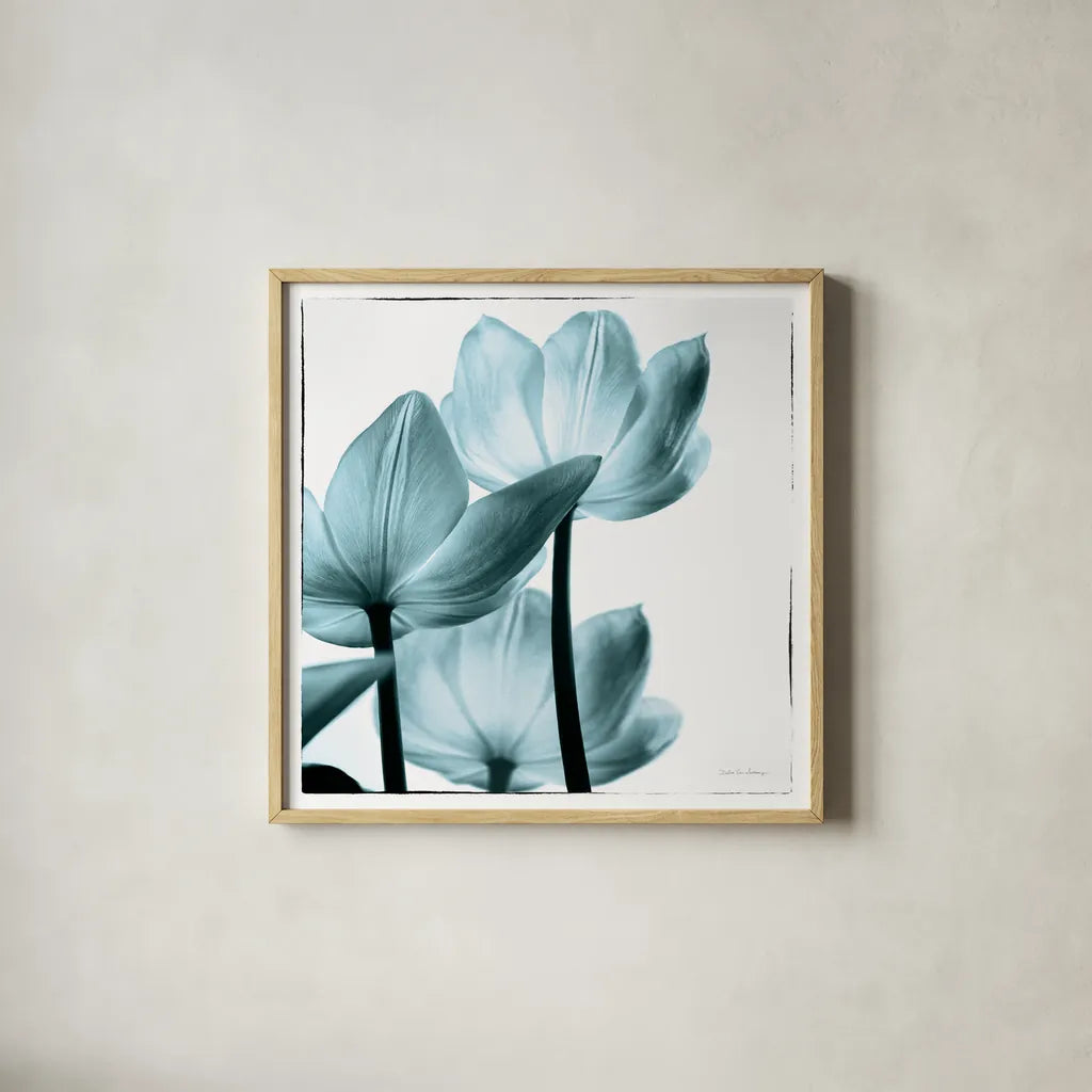Translucent Tulips III Sq Aqua by Debra Van Swearingen. Shown in a natural wood glass frame for a timeless modern aesthetic. Available as an archival giclee rolled canvas, fine art paper, or poster print. SKU 26169a.