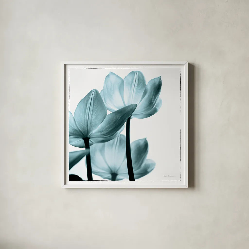 Translucent Tulips III Sq Aqua by Debra Van Swearingen. Shown in a crisp white glass frame for a clean and minimalist style. Available as an archival giclee rolled canvas, fine art paper, or poster print. SKU 26169a.