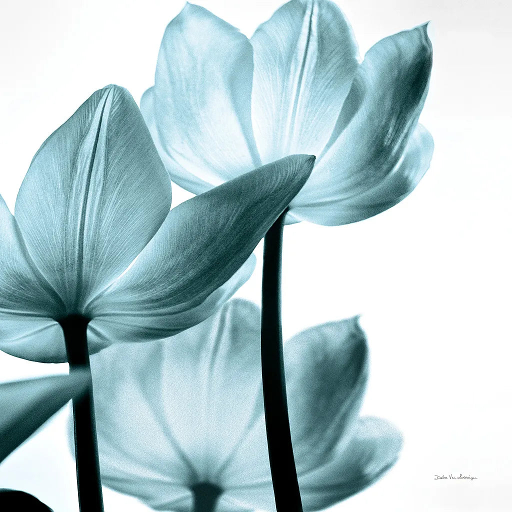 Translucent Tulips III Sq Aqua Crop by Debra Van Swearingen. SKU 28922a. Archival Giclee Fine art print for wall decor.
