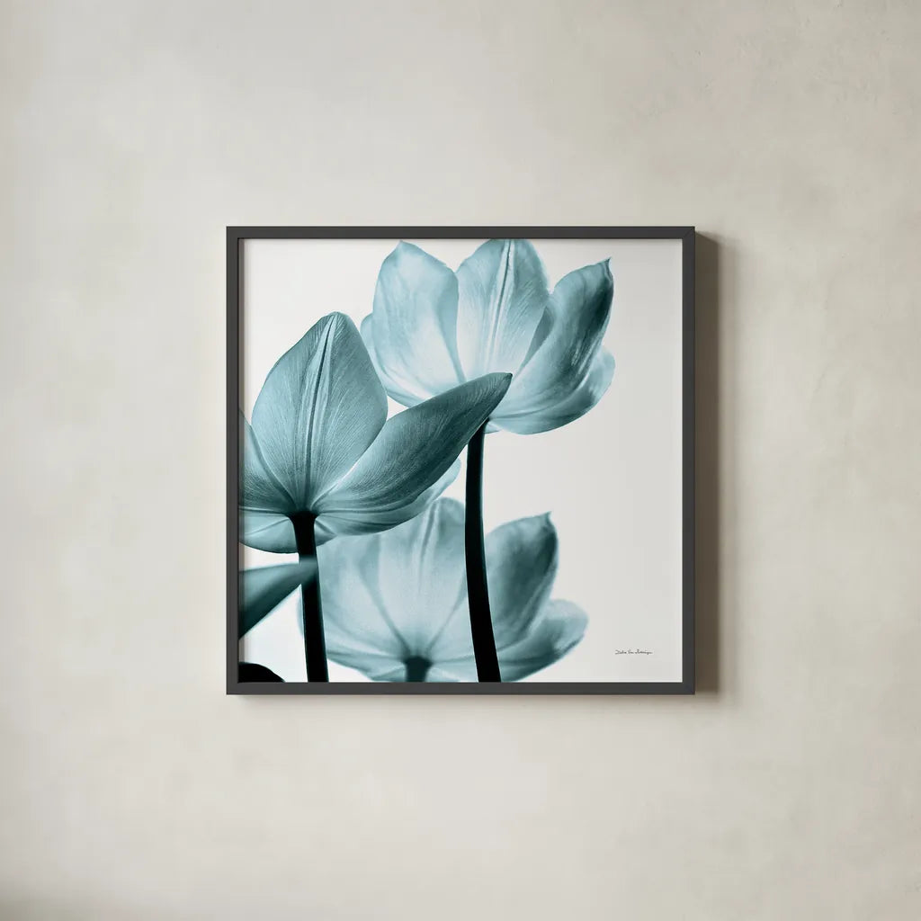 Translucent Tulips III Sq Aqua Crop by Debra Van Swearingen. Shown in a sleek black glass frame for a contemporary gallery look. Available as an archival giclee rolled canvas, fine art paper, or poster print. SKU 28922a.