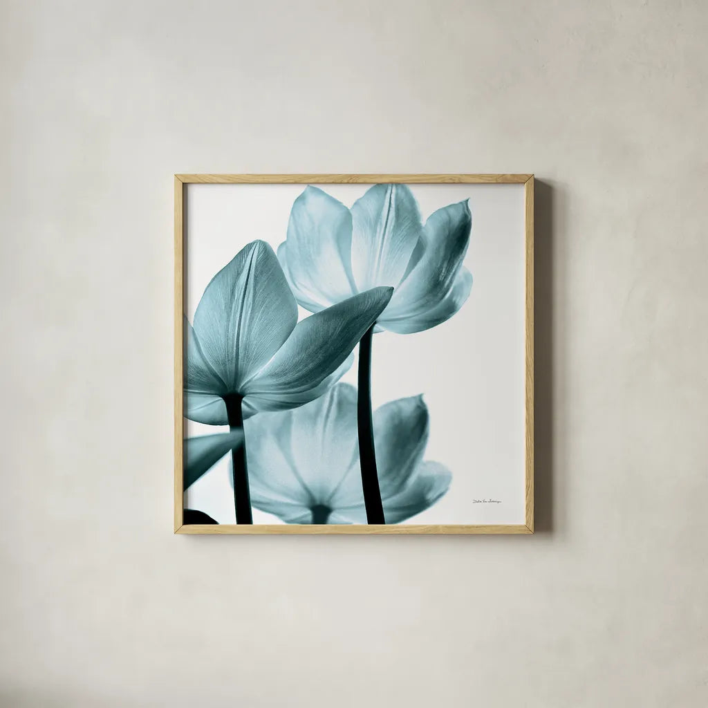 Translucent Tulips III Sq Aqua Crop by Debra Van Swearingen. Shown in a natural wood glass frame for a timeless modern aesthetic. Available as an archival giclee rolled canvas, fine art paper, or poster print. SKU 28922a.